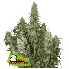 BIG BUD AUTO