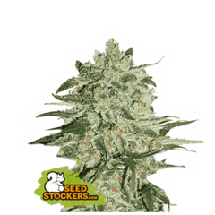 BIG BUD FEM