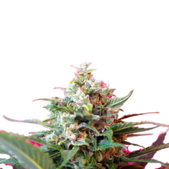 BIG DEVIL XL AUTO