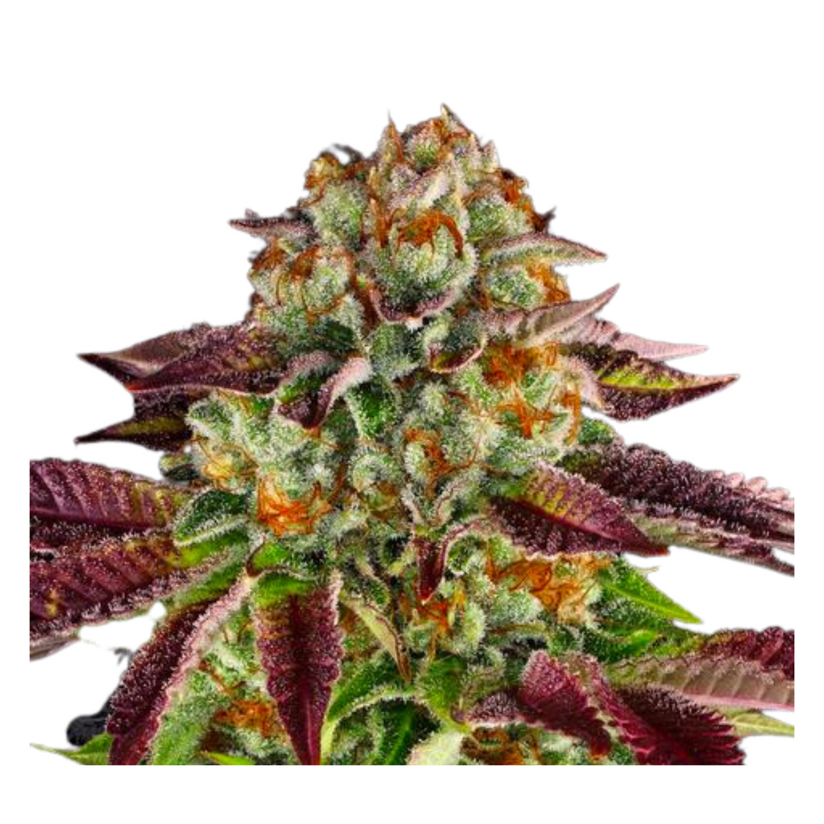 BISCOTTI MINTZ  - BARNEY’S FARM