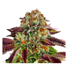 BISCOTTI MINTZ  - BARNEY’S FARM