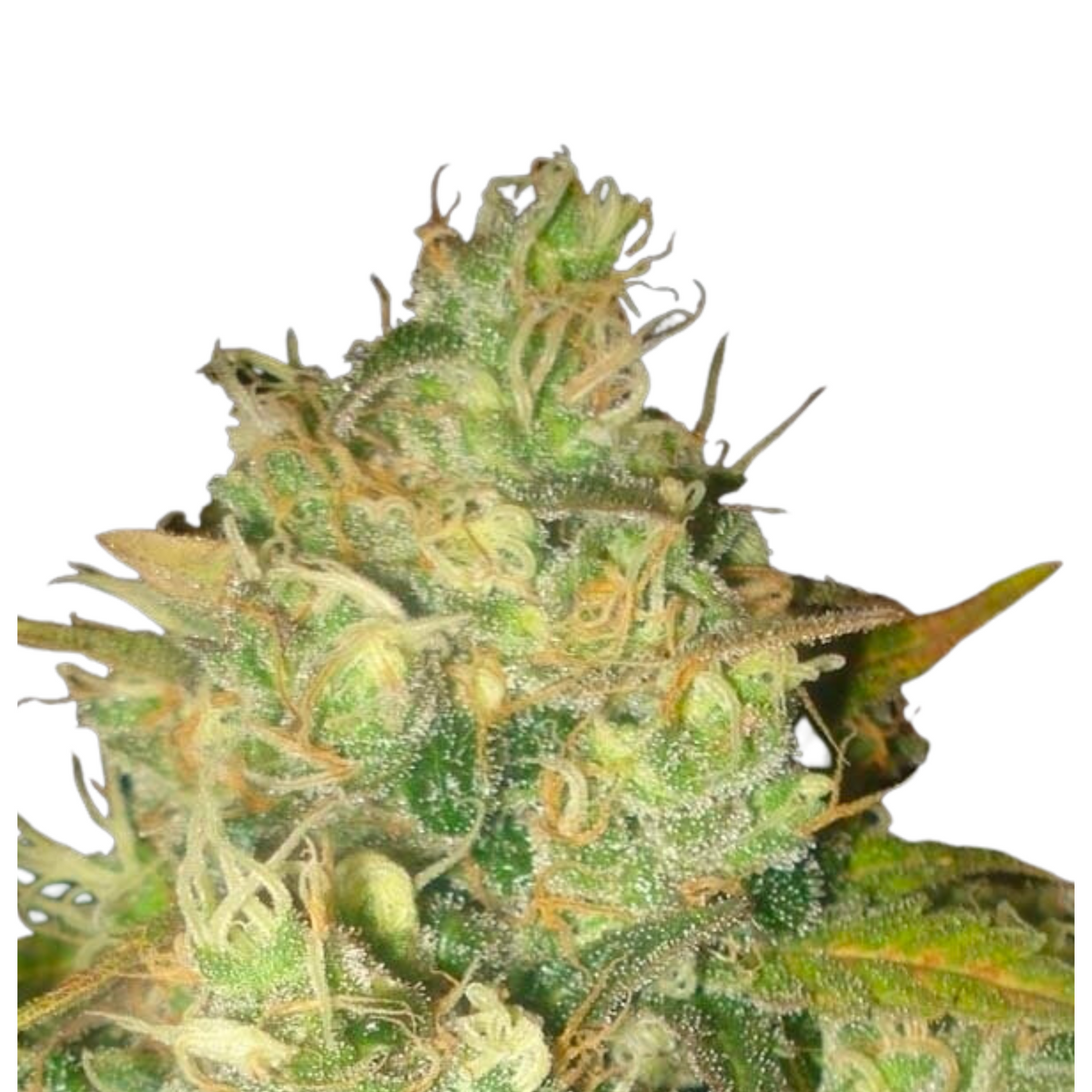 BLACK RUSSIAN  - DELICIOUS SEEDS.
