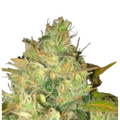BLACK RUSSIAN  - DELICIOUS SEEDS.