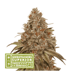 BLACKBERRY GUM AUTO