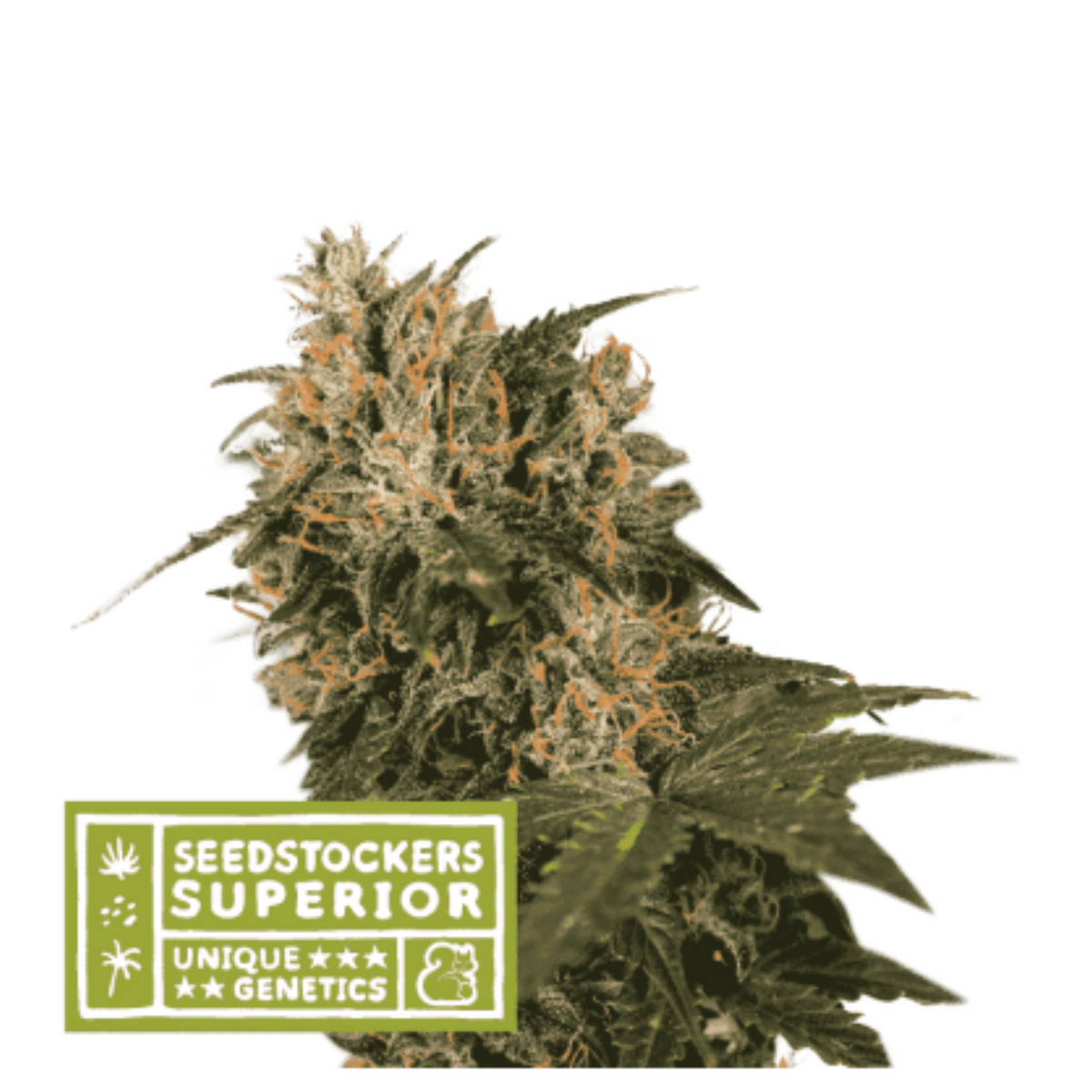 BLACKBERRY GUM FEM