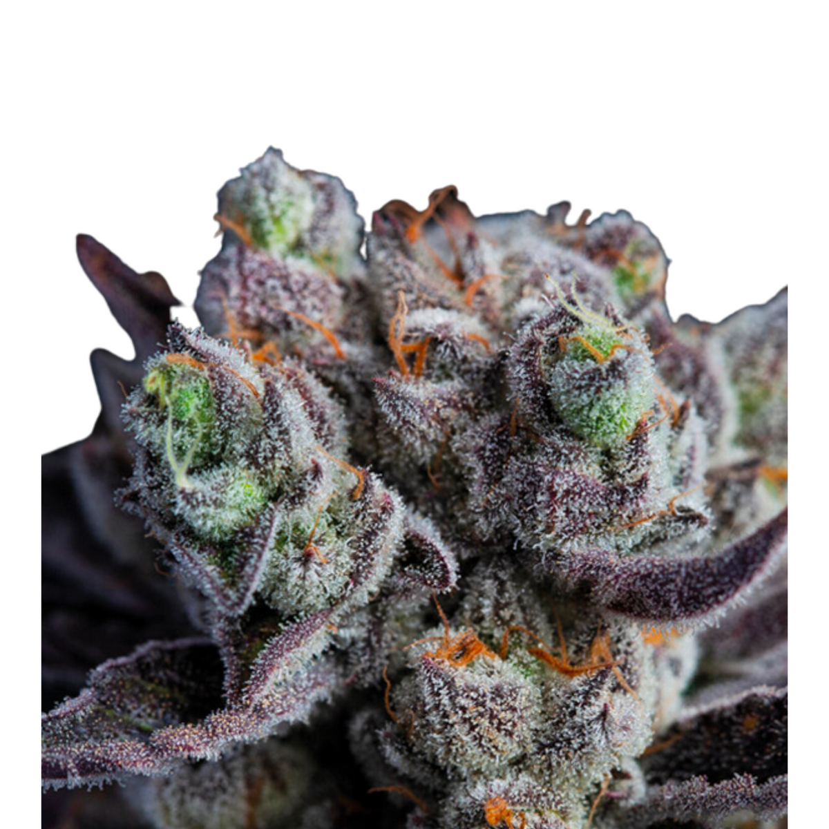 BLACKBERRY MOONROCK – ANESIA SEEDS