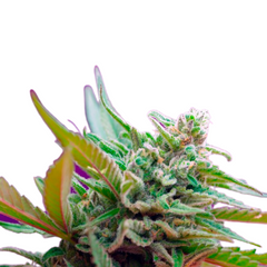 BLACK JACK AUTO