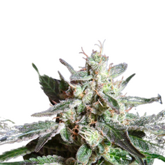 BLACK JACK