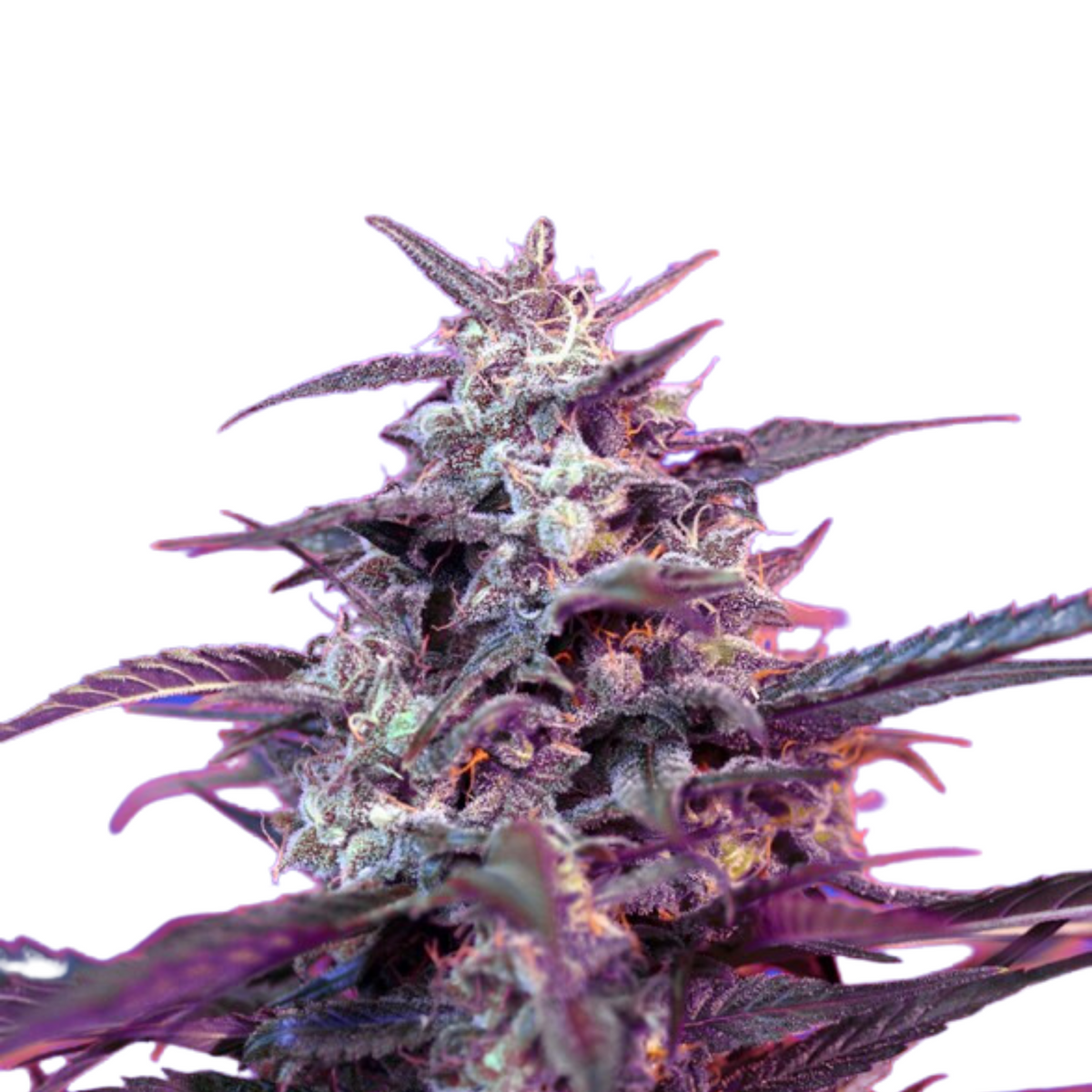 BLOODY SKUNK AUTO