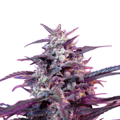 BLOODY SKUNK AUTO