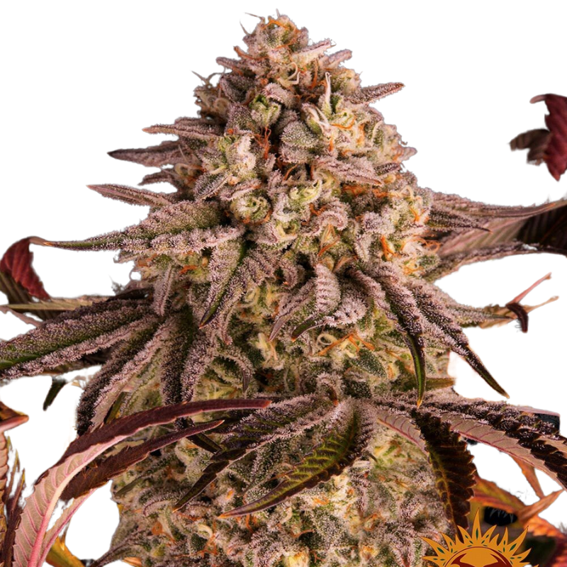BLUE SUNSET SHERBERT FEM  - BARNEY'S FARM