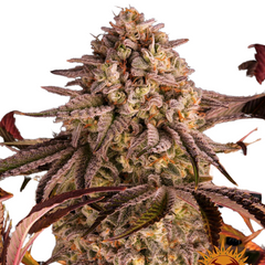 BLUE SUNSET SHERBERT FEM  - BARNEY'S FARM