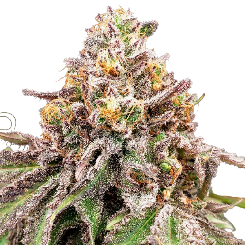 BLUE HAZE X GELATO 41 AUTO - GREEN HOUSE SEED CO