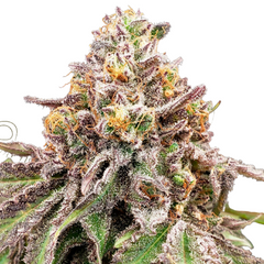 BLUE HAZE X GELATO 41 AUTO - GREEN HOUSE SEED CO