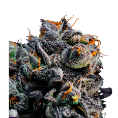 BLUEBERRY BANANA AUTO – ANESIA SEEDS