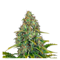 BLUEBERRY CHEESE AUTO  - BARNEY'S FARM