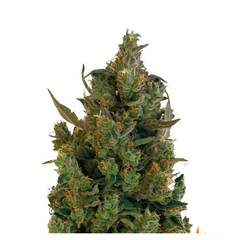 BLUEBERRY CHEESE  - BARNEY’S FARM