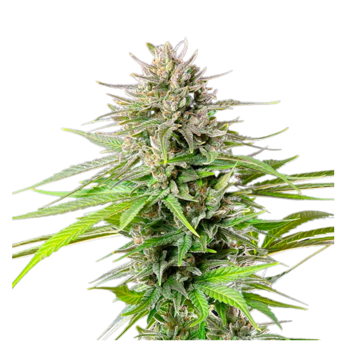 BLUE CHEESE FEM