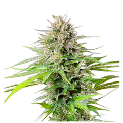 BLUE CHEESE FEM