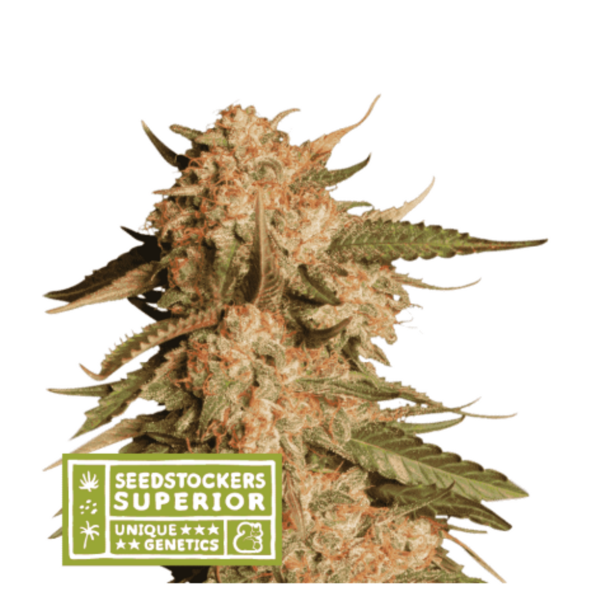BLUE MOBY AUTO