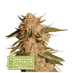 BLUE MOBY AUTO