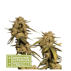 BLUE MOBY FEM