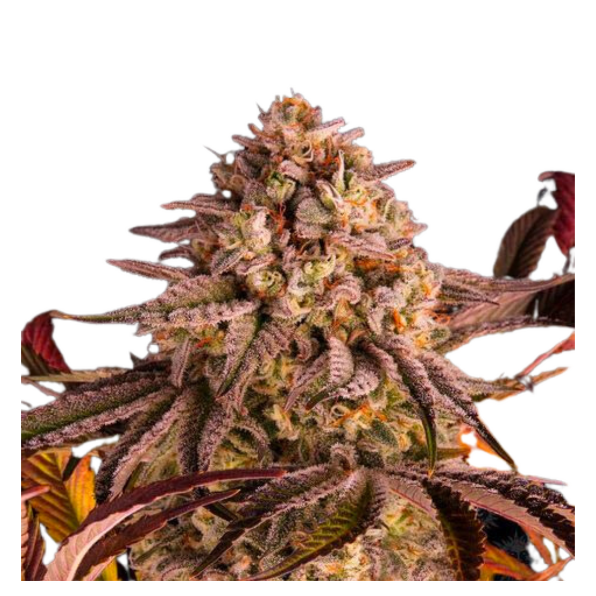 KUSH MINTZ  - BARNEY’S FARM