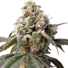 BRUCE BANNER AUTO - 420 FASTBUDS