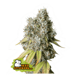 BRUCE BANNER AUTO