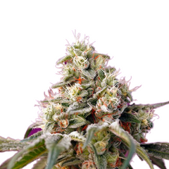 BRUCE BANNER AUTO