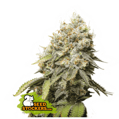 BRUCE BANNER FEM