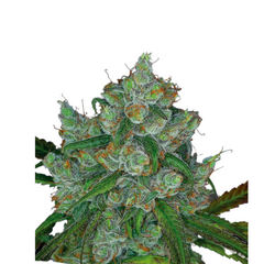 BRUCE BANNER #3 – ANESIA SEEDS