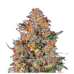 BUBBA KUSH  - BARNEY'S FARM