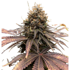 BUBBA SLUSH - GREEN HOUSE SEED CO