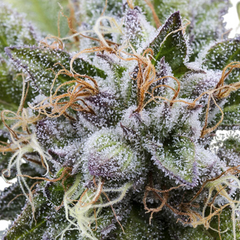 BUBBA KUSH (FEMINISED) - GREEN HOUSE SEED CO