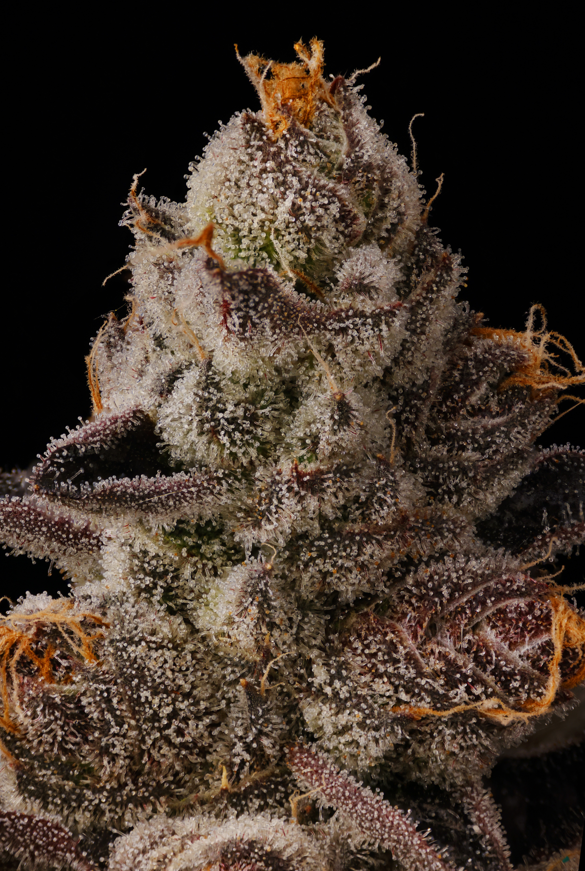 SEED JUNKY BUBBLEGUM BURST PACK 5 FEM