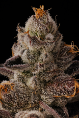 SEED JUNKY BUBBLEGUM BURST PACK 5 FEM