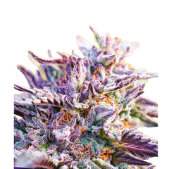 BUBBLEGUM AUTO – ANESIA SEEDS