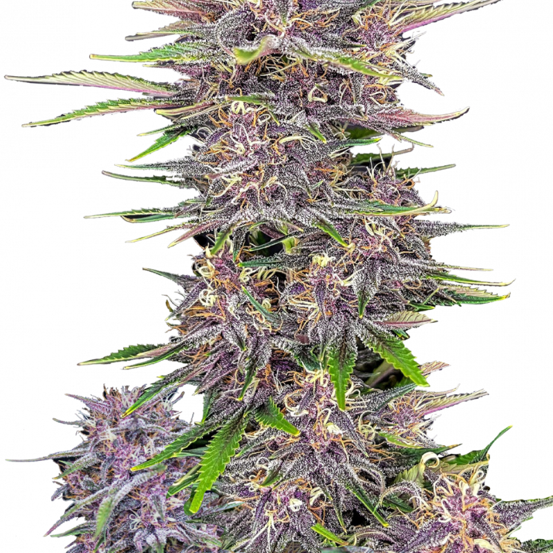 Banana Purple Punch Auto - 420 FASTBUDS