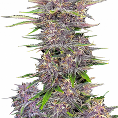 Banana Purple Punch Auto - 420 FASTBUDS