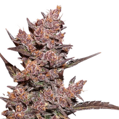 Blackberry Auto - 420 FASTBUDS