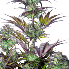 ORIGINAL BLUEBERRY AUTO - 420 FASTBUDS