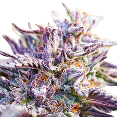 ORIGINAL BUBBLEGUM AUTO - 420 FASTBUDS