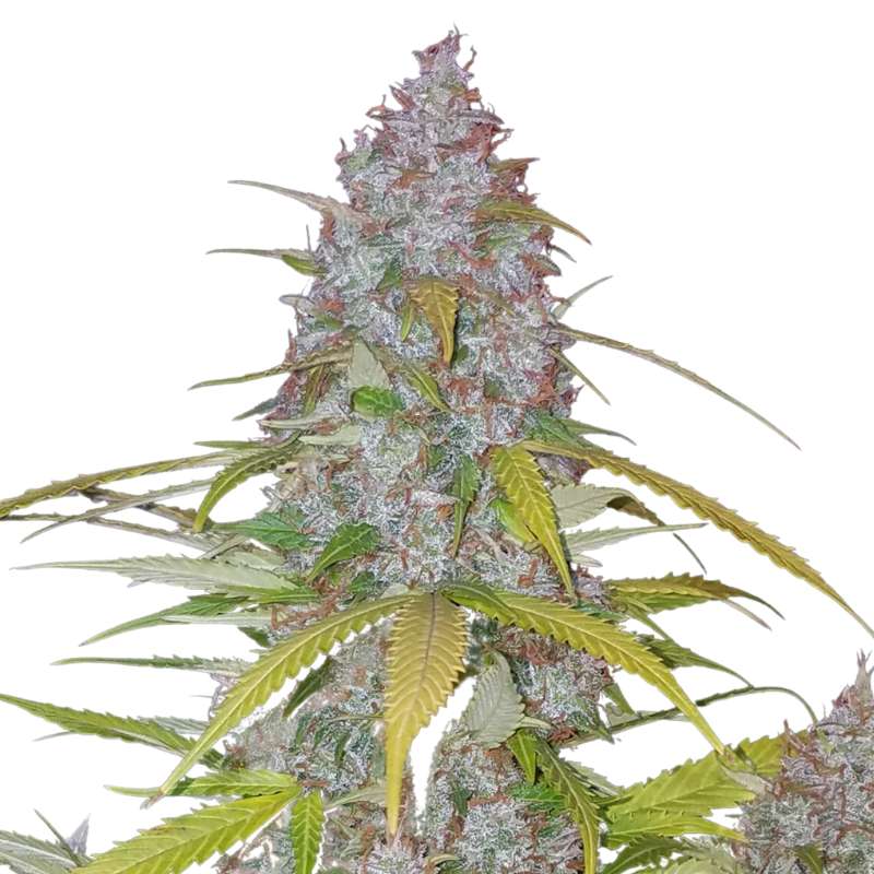 CALIFORNIAN SNOW AUTO - 420 FASTBUDS