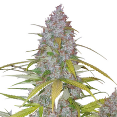 CALIFORNIAN SNOW AUTO - 420 FASTBUDS