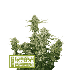 CANDT DAWG AUTO