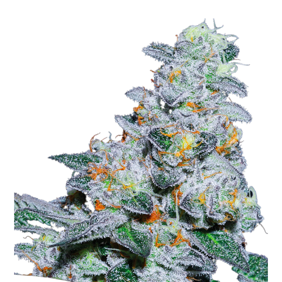 CAPTAIN FUTURE – ANESIA SEEDS