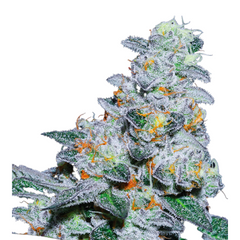 CAPTAIN FUTURE – ANESIA SEEDS
