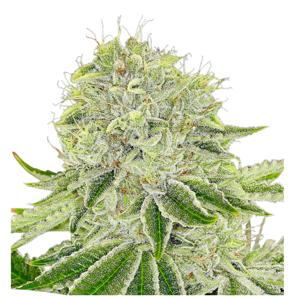 CASH COW – ANESIA SEEDS