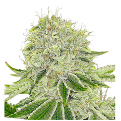 CASH COW – ANESIA SEEDS